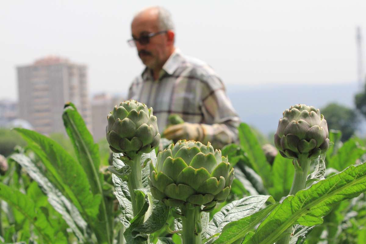 Hasanağa enginarı sahne aldı