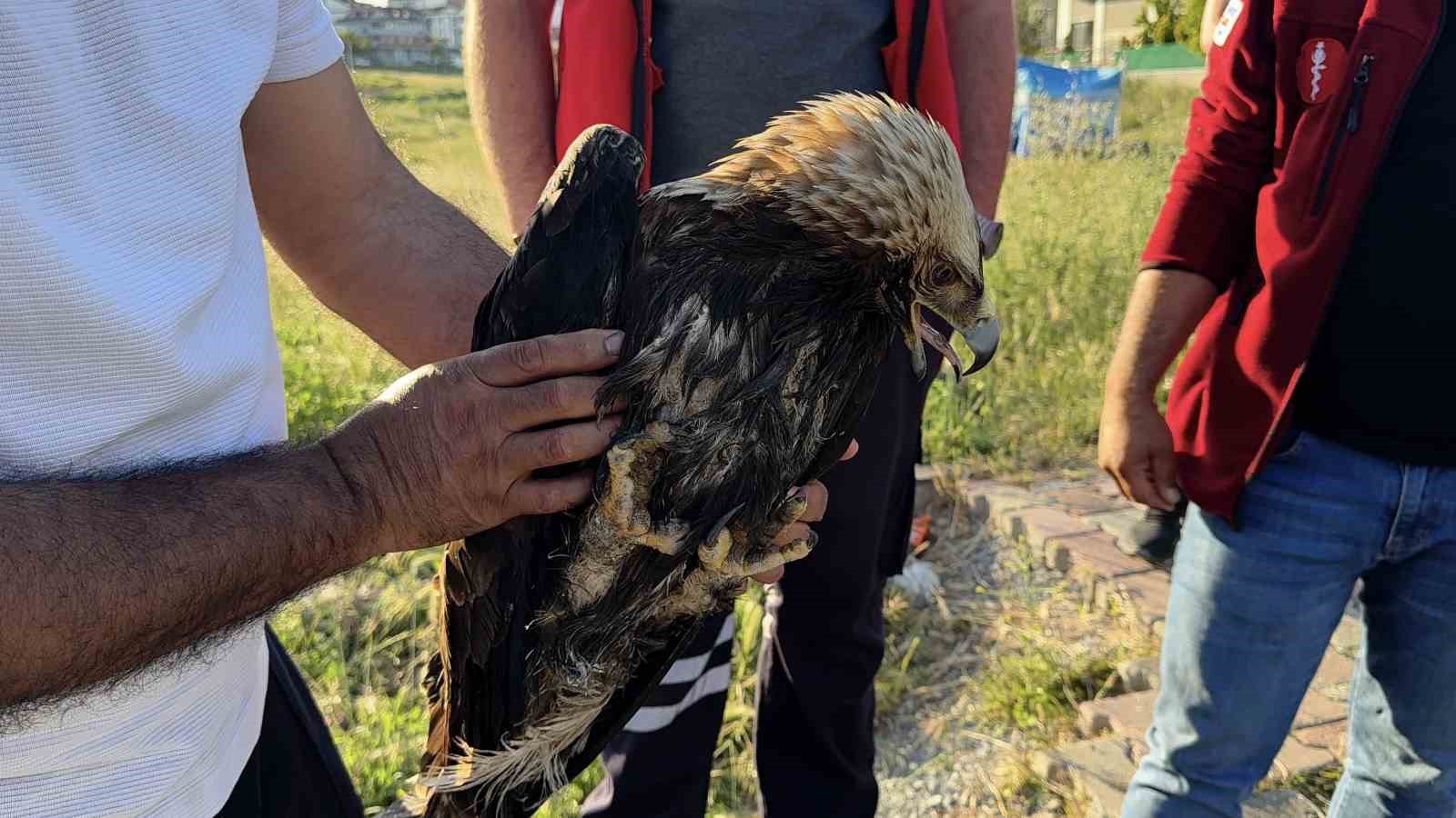Arnavutköy’de çayırlık alanda yaralı kartal bulundu
