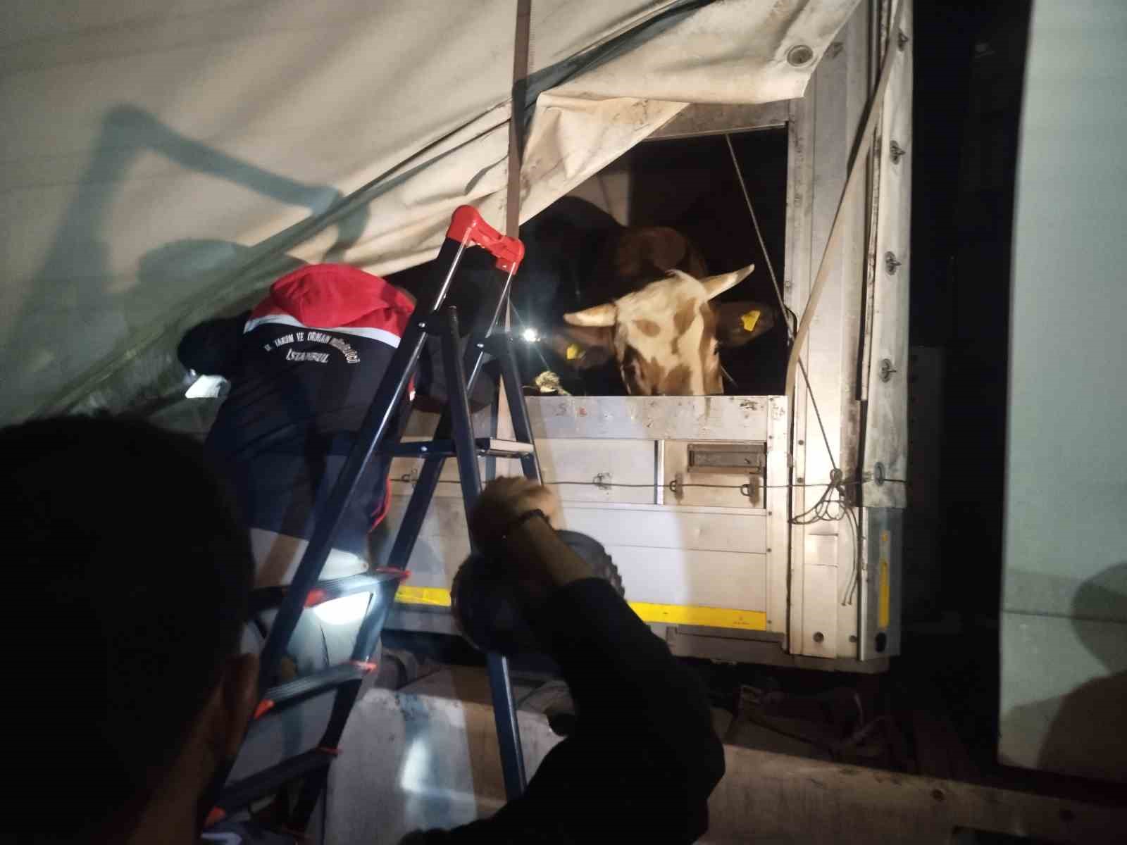 Anadolu’dan gelen kurbanlıklar İstanbul’a giriş yapmaya başladı
