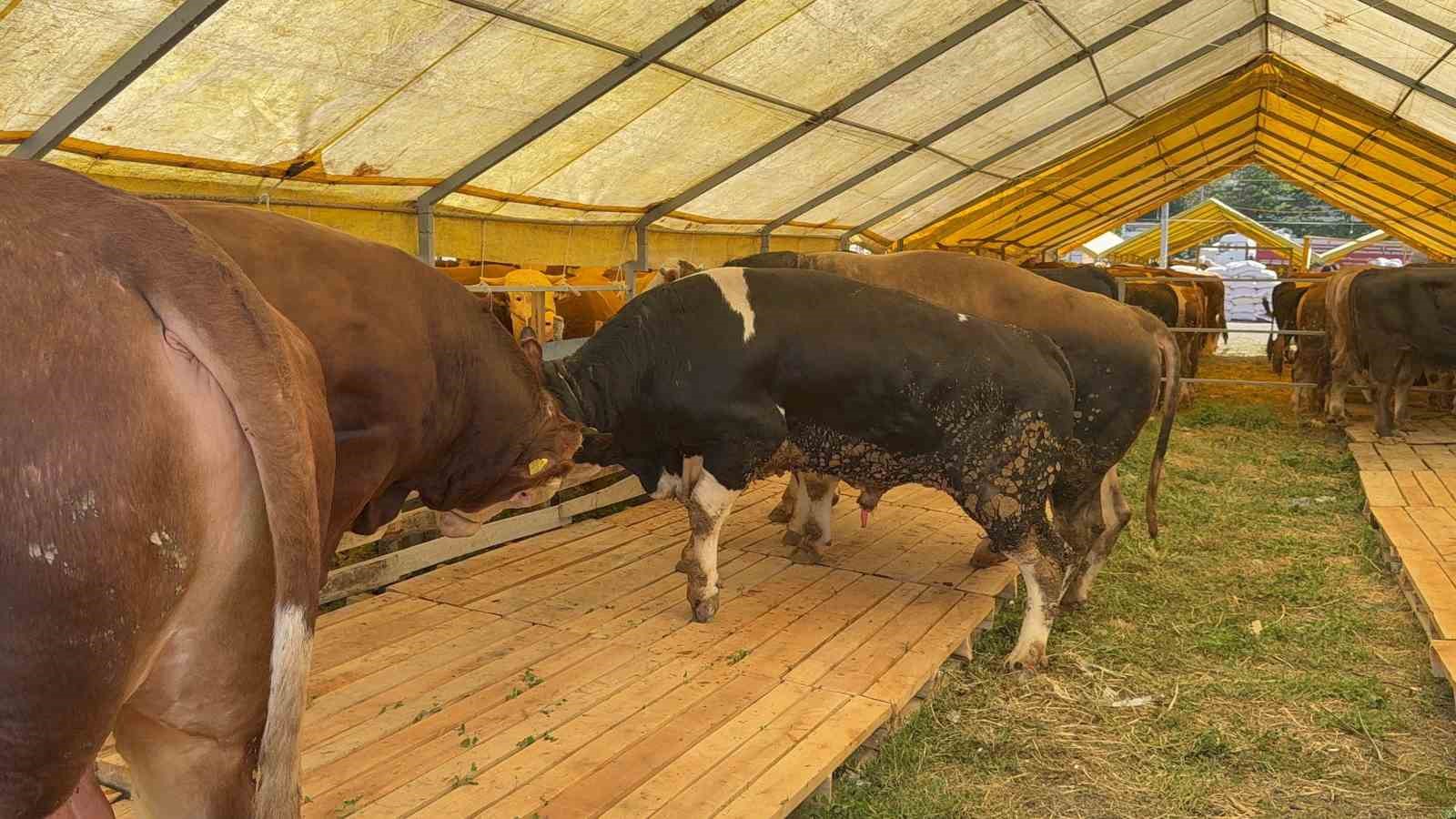 Kurban Bayramı’na sayılı günler kala İstanbul’da kurban pazarları hareketlendi
