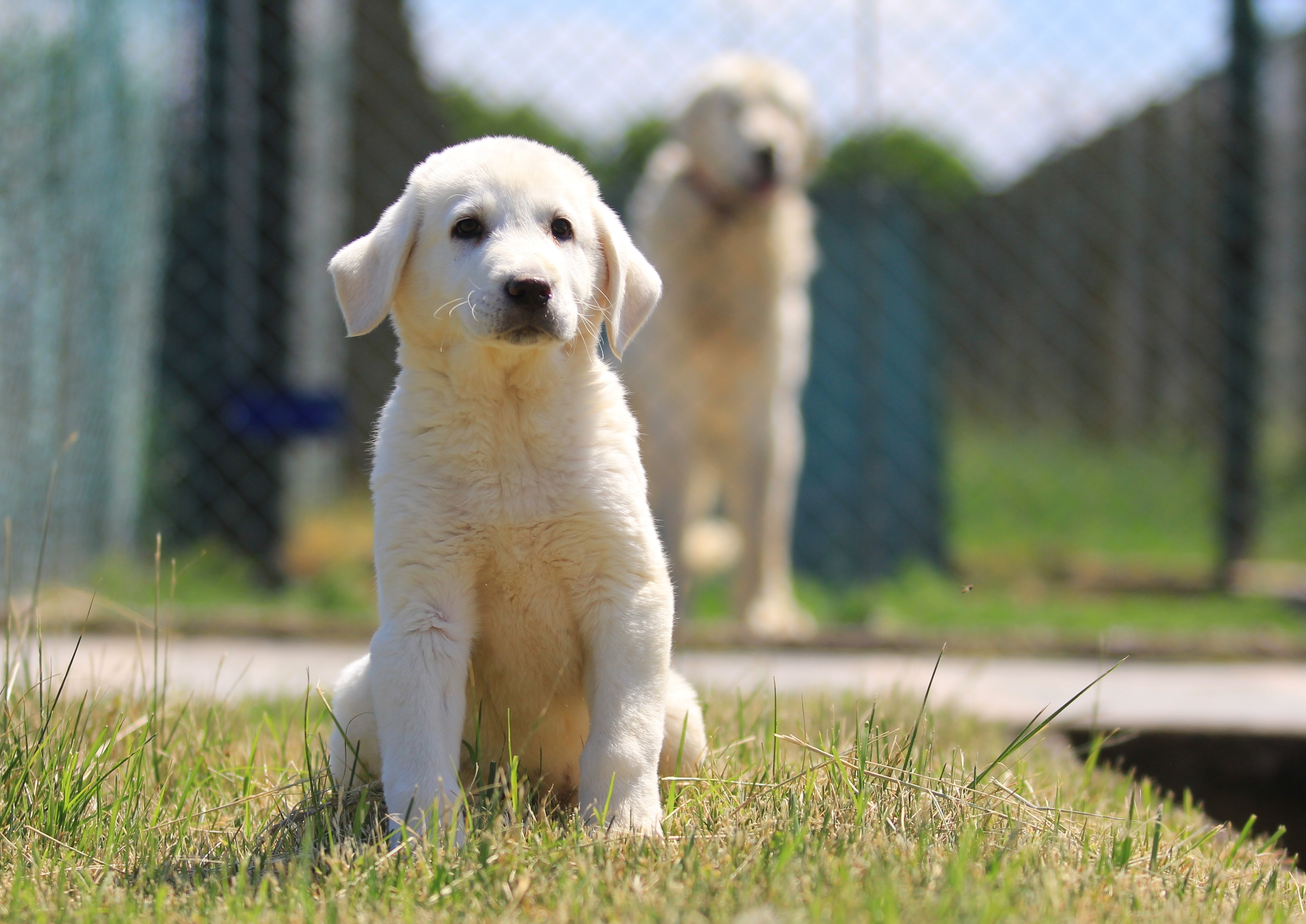 Kangal ve Akbaş köpekleri için aylarca sıra bekliyorlar