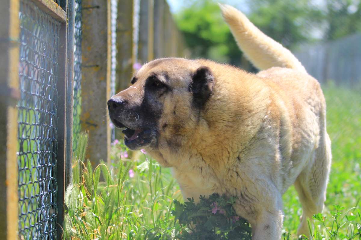 Kangal ve Akbaş köpekleri için aylarca sıra bekliyorlar
