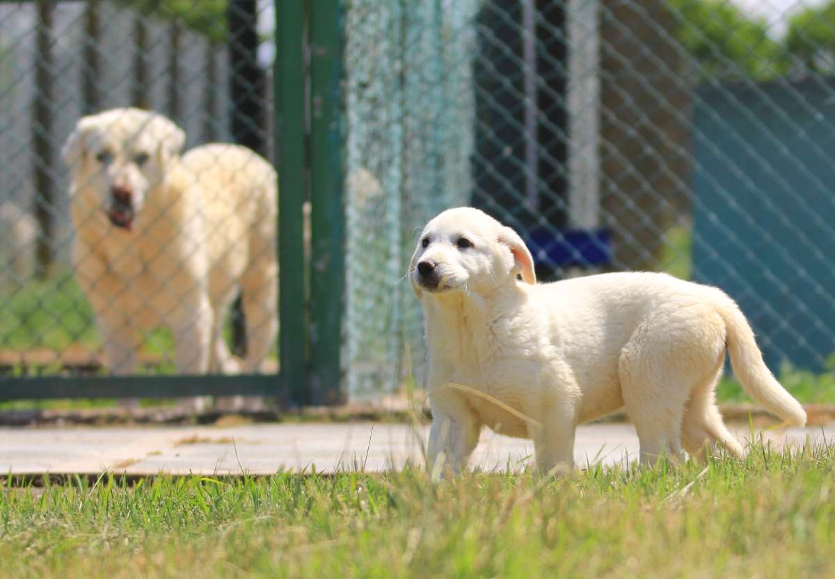 Kangal ve Akbaş köpekleri için aylarca sıra bekliyorlar