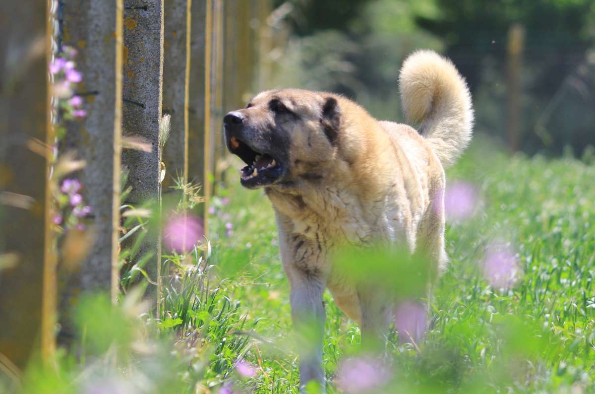 Kangal ve Akbaş köpekleri için aylarca sıra bekliyorlar