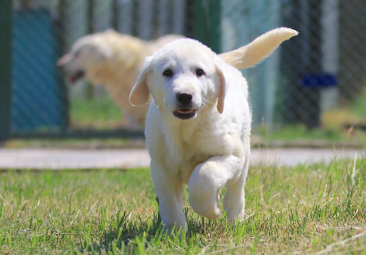 Kangal ve Akbaş köpekleri için aylarca sıra bekliyorlar