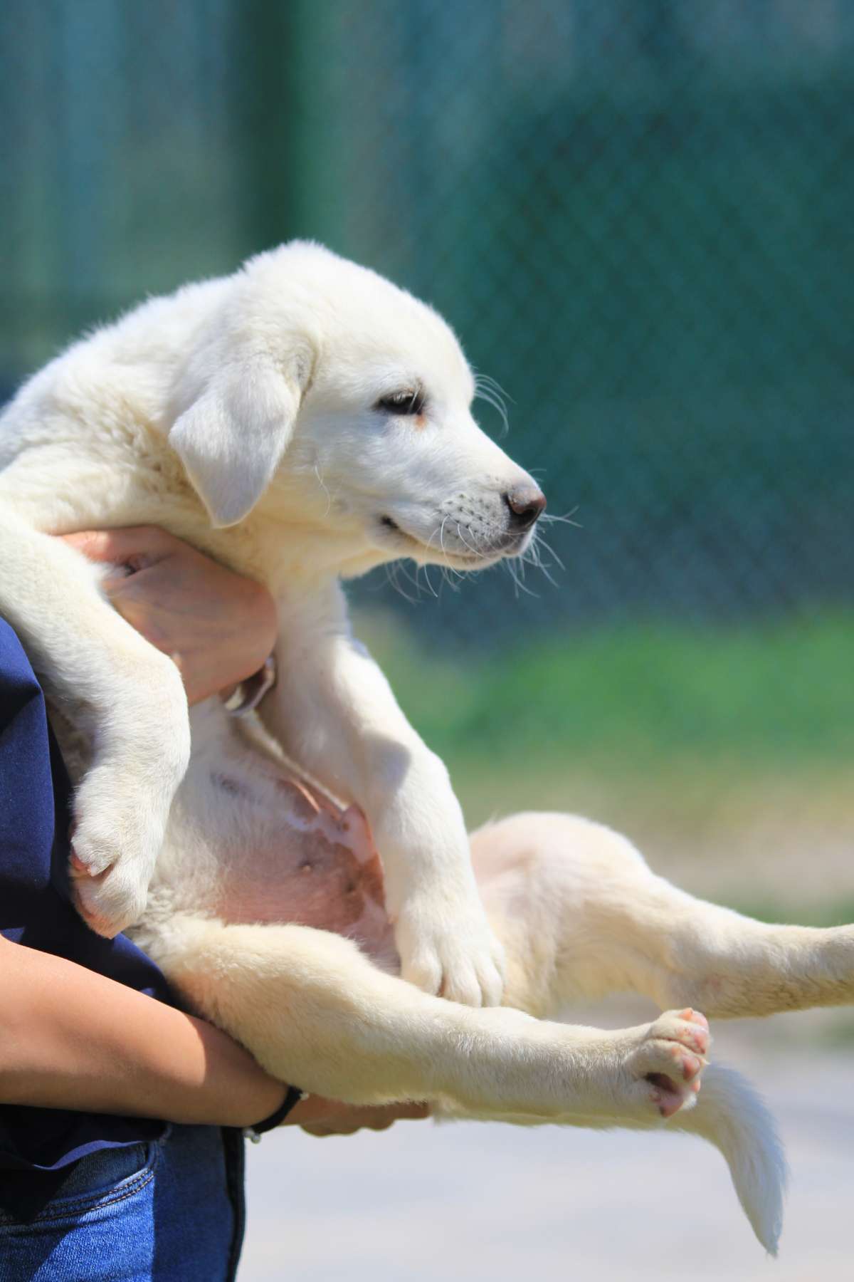 Kangal ve Akbaş köpekleri için aylarca sıra bekliyorlar