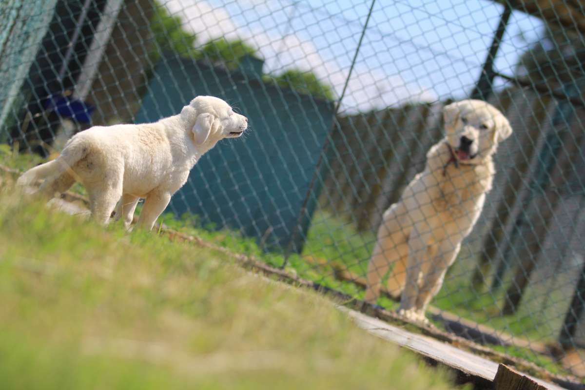Kangal ve Akbaş köpekleri için aylarca sıra bekliyorlar
