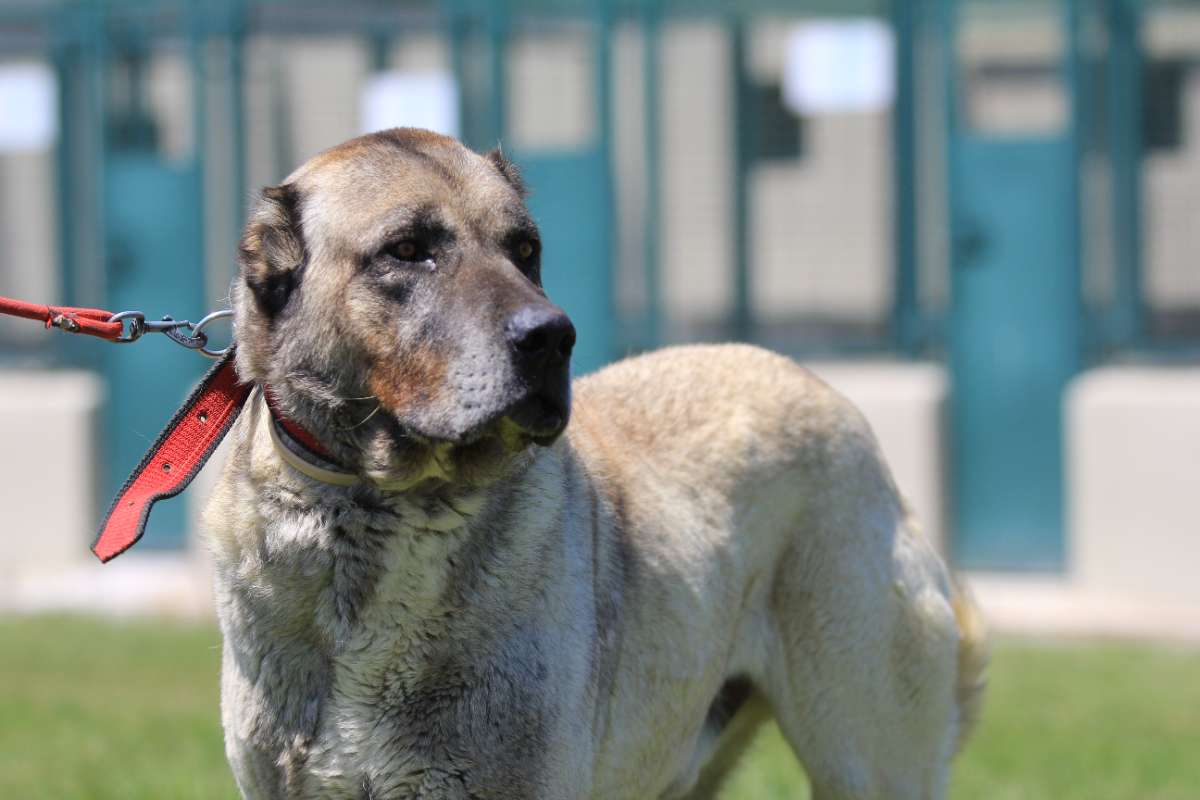 Kangal ve Akbaş köpekleri için aylarca sıra bekliyorlar