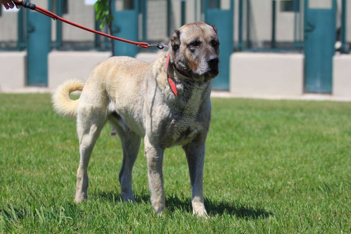 Kangal ve Akbaş köpekleri için aylarca sıra bekliyorlar