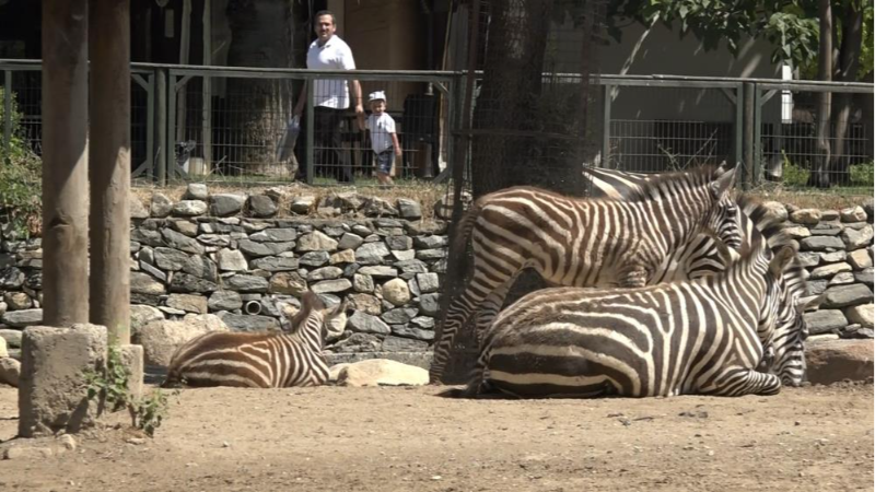 Bursa Hayvanat Bahçesi'nde zebra ailesi genişliyor